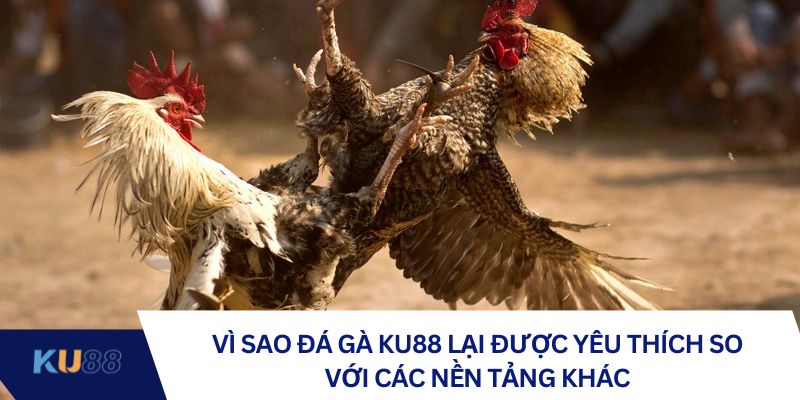 Vì sao đá gà KU88 lại được yêu thích so với các nền tảng khác